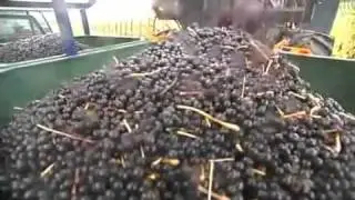 Wine Journey