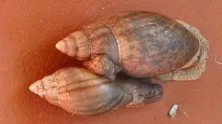 Rosy wolfsnails or Cannibal snails - Capture of rare mating ritual of the giant predatory wolfsnail