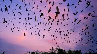 Animals That Can Predict Earthquakes And Tsunamis,snake,cat,cow