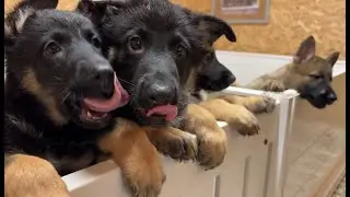 Laxey German Shepherds used in UK police forces