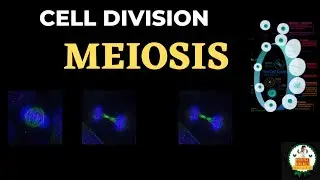 MEIOSIS || TYPES OF CELL DIVISION || #class12biology #cellbiology #bscbio #msc2022 #neet2023