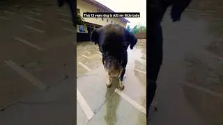THIS OLD DOG HARDWORK WILL MOTIVATE YOU. #happyhounds #longdog #doggie #dogsworld #doggys #fitdogs