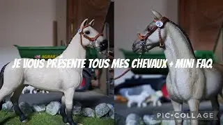 {vie d'écurie} qui sont tous mes chevaux? + mini FAQ 🤗
