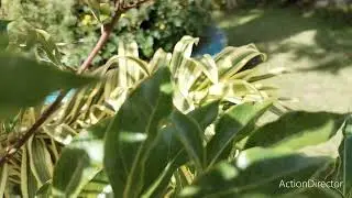 WHAT PLANT IS THIS IN BAGUIO CITY PHILIPPINES? 