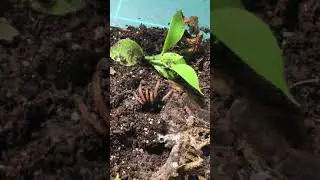 Dwarf pink leg tarantula feeding 🦗