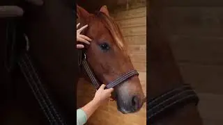 Jaw Massage for Horses