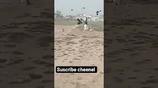 Dogs food time #crow hungrey today #ksnews_tv crow hungry storey