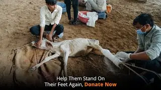 Help Provide Prosthetic Limbs For Injured Cows