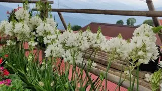 Chincheerinchee Flower Care | Planting, Soil, Fertilizer, Watering & Heavy Bloom Tips |