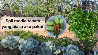 Menanam pare, panen bayam brazil, panen apa yang ada dikebun halaman rumah