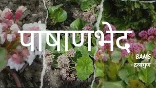 PASHANBHEDA - DRAVYAGUNA - NOTES - BAMS