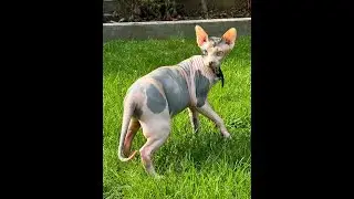 Yoda: Hairless, Ruthless, In Charge | The Sphynx Origin Story