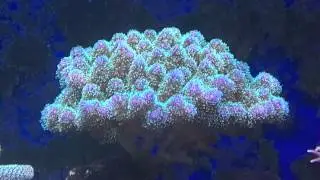 Pocillopora tricolor