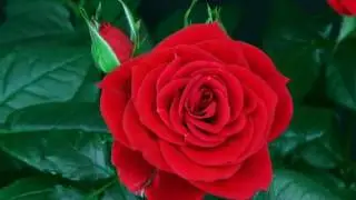 flower red rose blooming