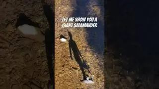 Snorkeling With a HELLBENDER