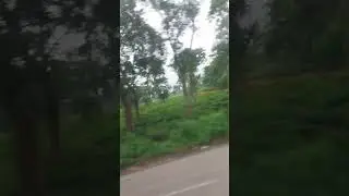 Beautiful Tea Garden of Assam