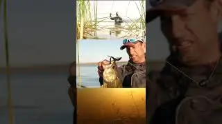 Irresistible Rage Bug action 🔥🎣 #strikekinglures #lurefishing #fishinglures #bassfishing