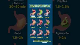 C&oacute;mo digiere el est&oacute;mago los alimentos