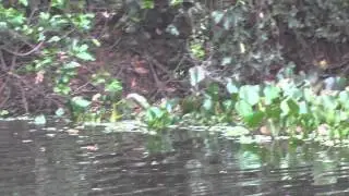 Jaguar on the water with Trogon Tours
