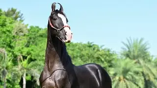 Big Boss - Marwari colt with white blaze mark, two ankles and two socks.