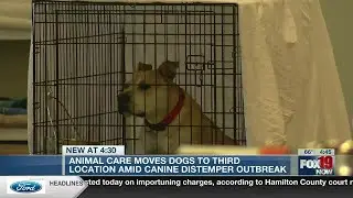 Animal CARE moves dogs to third location amid canine distemper outbreak