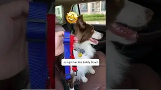 Get this 2-in-1 Safety Strap Leash to keep your dog safe!!🐕🐾