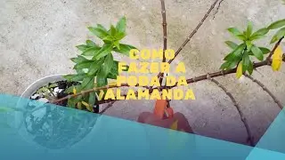 Como fazer a poda da ALAMANDA, siga o passo a passo