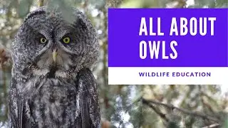 All About Owls