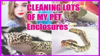 CLEAN MY PET ENCLOSURES WITH ME!  -Pet Adventures