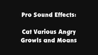Pro SFX Cat Various Angry Growls and Moans