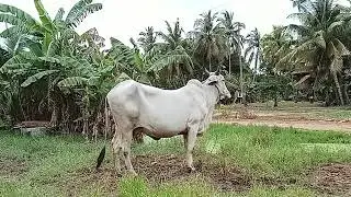 #Big, beautiful cow#biganimal #