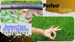 Subsurface drip irrigation for your lawn | Revitalize Your Turf | Experiment & Guide