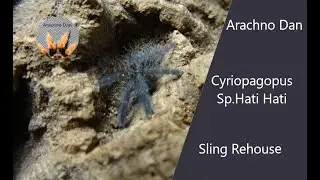 Cyriopagopus Sp. Hati Hati sling rehouse