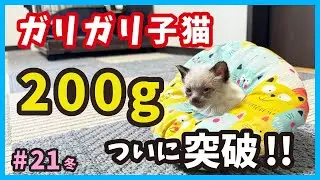 【ガリガリ子猫 生きる】生後１ヶ月。真冬に保護した赤ちゃん猫たちの物語。（冬21）