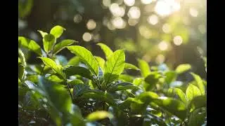 Important Health Benefits of Soursop Leaves You Should Know