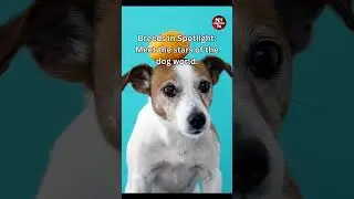 Italian Greyhound Dog Show | Pet Adventure TV  #dog #pets #Italian Greyhound #doglover #dogshorts