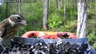 Female rose-breasted grosbeak on PA Bird Feeder 3 Close-up View  5/12/2023