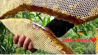 Honey harvesting to bee bee master Taiwan  Video 2025 By Survival_Red #honeybee #hunting