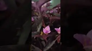 #beautiful #flowers in #moonlight with #moon is #peace to #heart