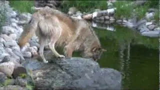WC Video - May 28, 2010 - Enclosure Enrichment