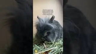 Reminder for rabbit owners&mdash;fresh hay, clean water, and daily enrichment make happy bunnies! #rabbits
