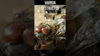 VARROA DESTRUCTOR #shorts