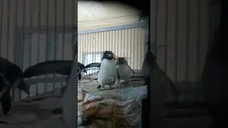 N&ouml;rdliche Felsenpinguine (Eudyptes moseleyi) im Tiergarten Sch&ouml;nbrunn