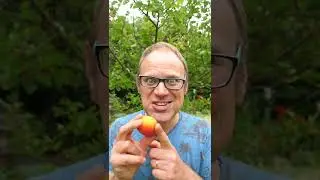 Time to pick and dehydrate apricots (outstanding result!)