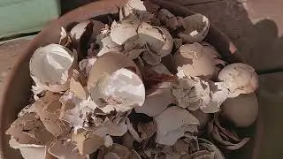 Toxum ekmeyin tam zamani. Balkon bagcamda gorduyum isler