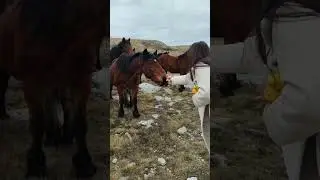 Дикие лошади. Ливно - Босния и Герцеговина. Wild horses. Bosnia & Herzegovina. #horce #nature