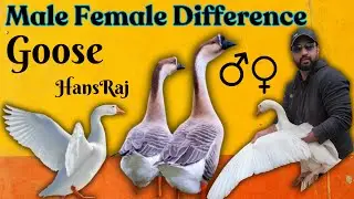 Goose Male\Female Difference | Big ducks Nar mada ki pehchan