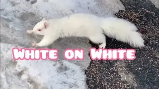 A White Squirrel Blending into the Snow #wildlife #nature #usa #2025 