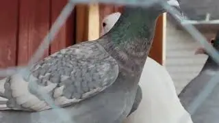 hawk attack failed. all birds are back