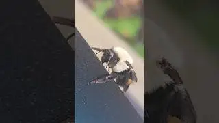 Pollen Baskets